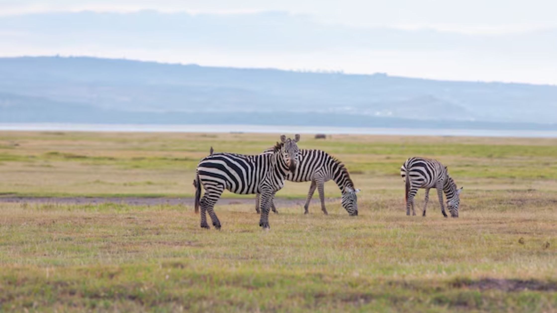 Top 5 Tips for a Successful Ngorongoro Crater Safari Tour