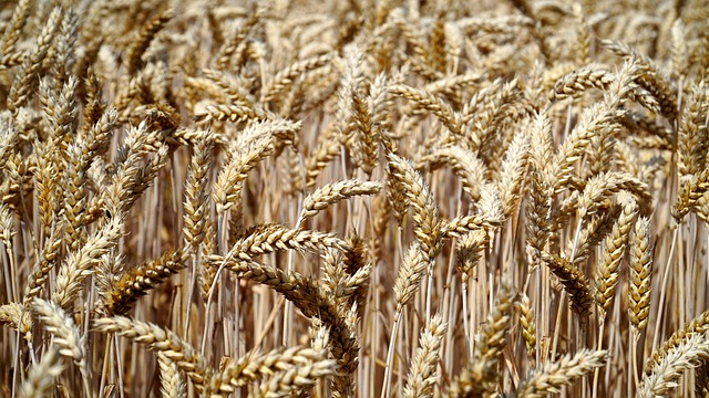 Indonesia Grain Market Growth 2025: Discover New Potential